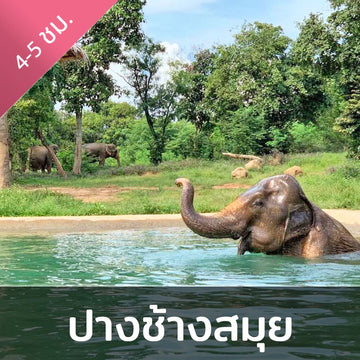 เขตรักษาพันธุ์ช้าง ปางช้างสมุย – สัมผัสประสบการณ์การท่องเที่ยวช้างอย่างมีจริยธรรม